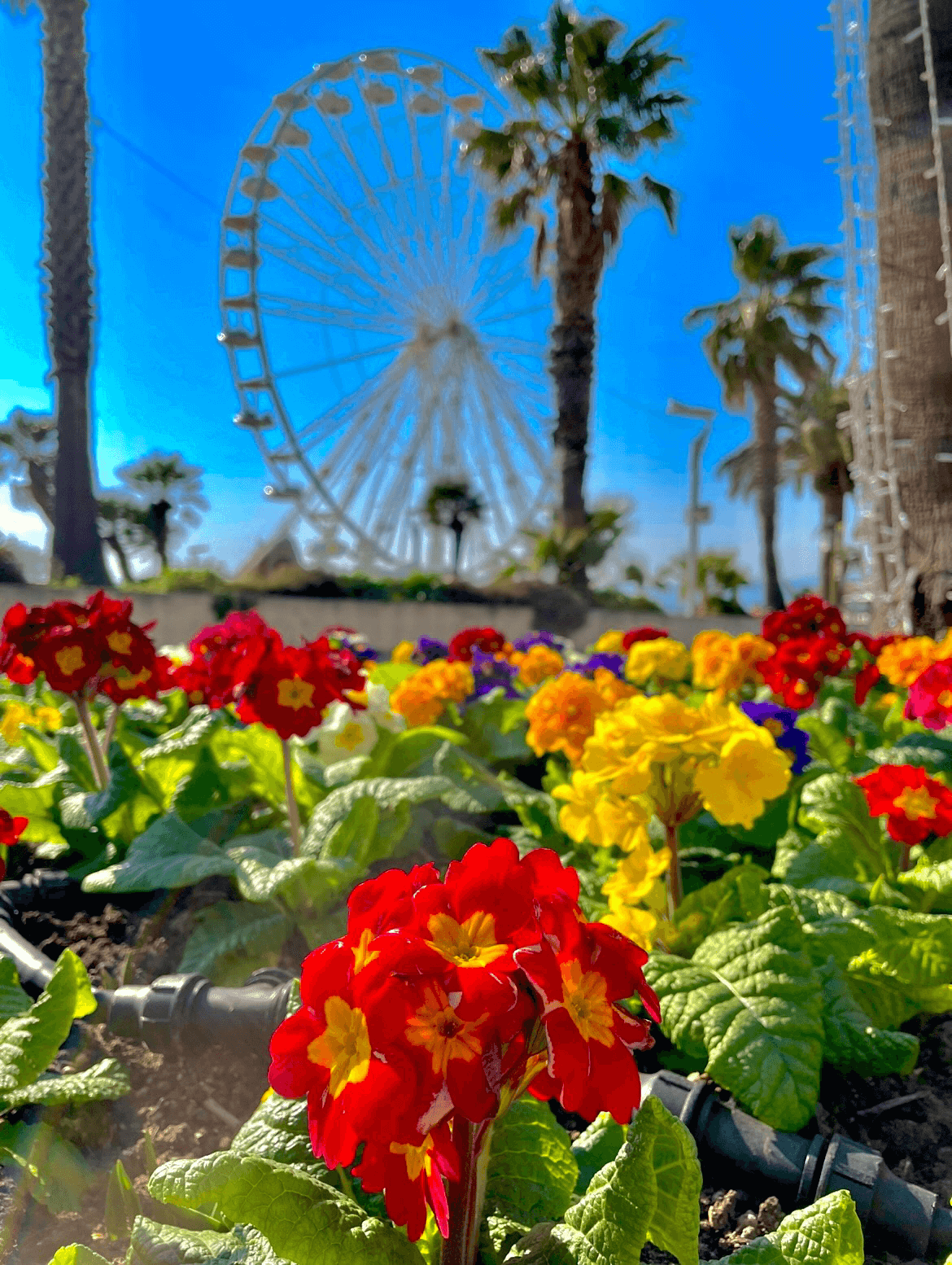 Le printemps à Saint Raphaël – Côte d’Azur !